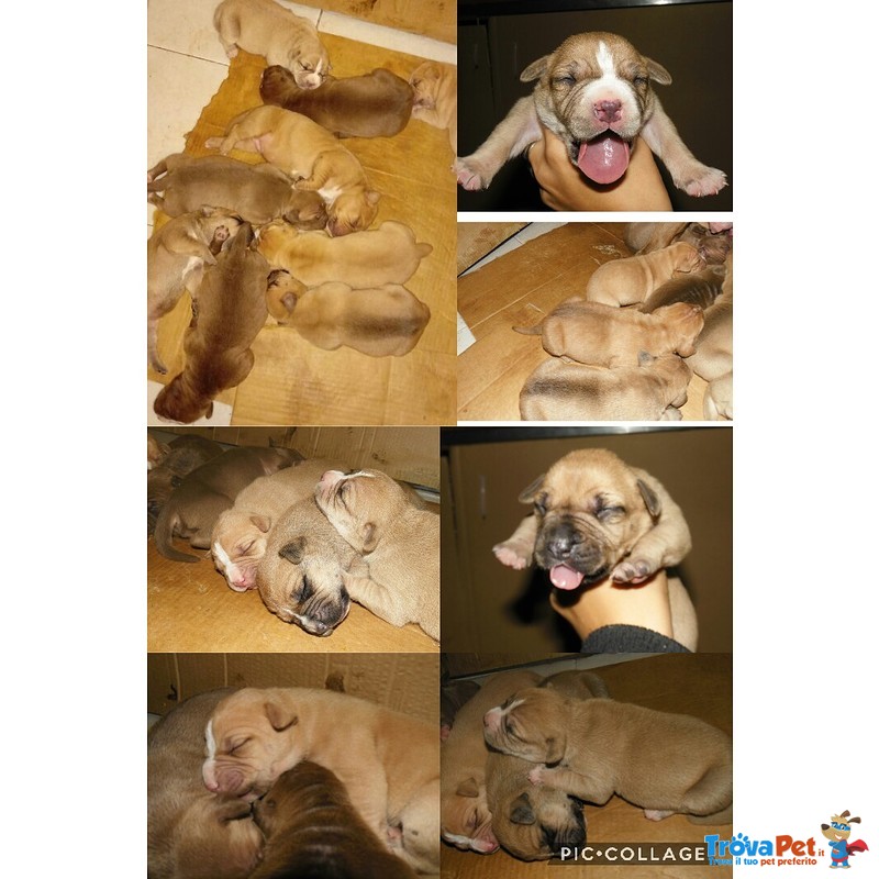 Cuccioli di Pitbull - Foto n. 3