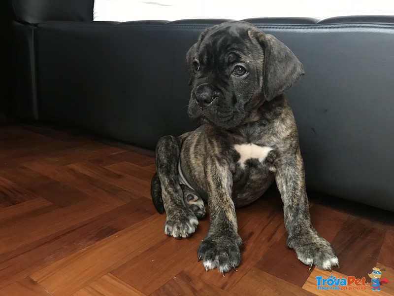 Cane Corso Cucciolo - Foto n. 2