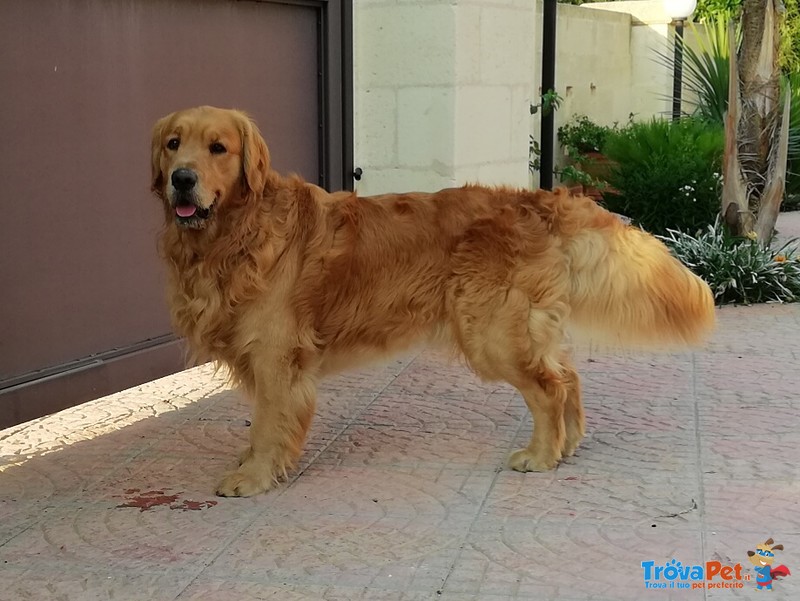 Vendo Cuccioli di Golden Retriever Linea Scura con Pedigree - Foto n. 6