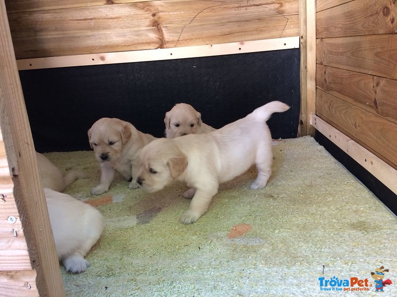 Cuccioli Golden Retriever alta Genealogia - Foto n. 1