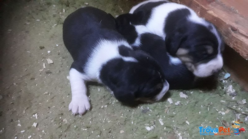 Beagle Tricolore Cuccioli - Foto n. 1
