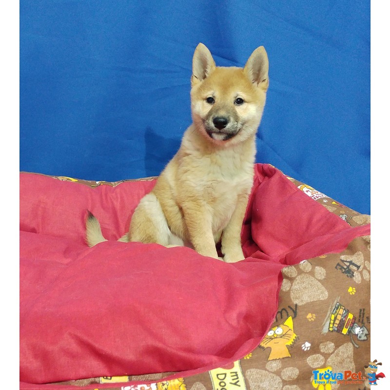 Cucciolo di Shiba inu Maschio - Foto n. 5