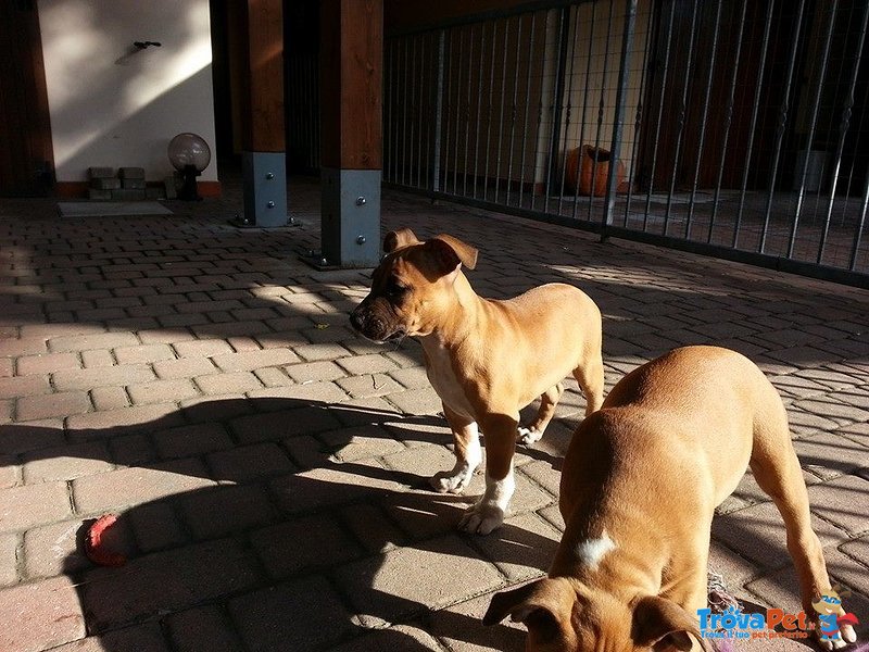 Cuccioli di American Staffordshire Terrier Molto Belli - Foto n. 2