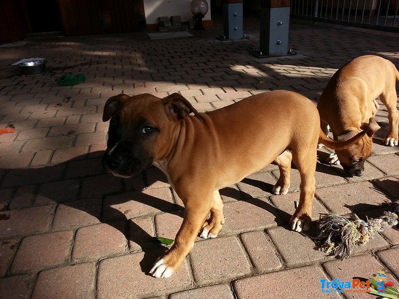 Cuccioli di American Staffordshire Terrier Molto Belli - Foto n. 4