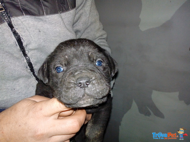 Vendesi Cuccioli di cane Corso - Foto n. 1