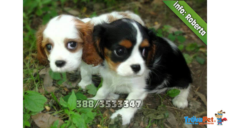 Cavalier King - Foto n. 1