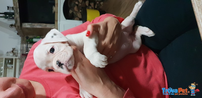 Cucciolo di Boxer Disponibile con Pedigree Enci - Foto n. 1