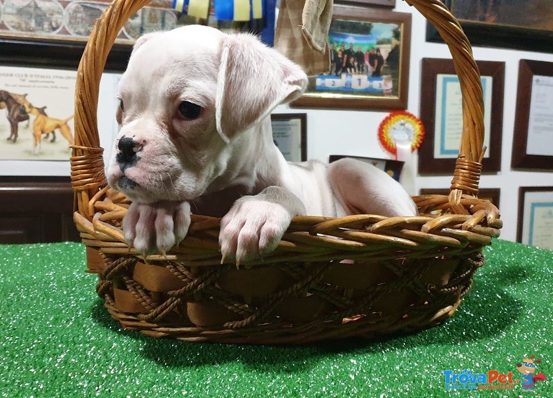 Cucciola di Boxer Disponibile con Pedigree Enci - Foto n. 2