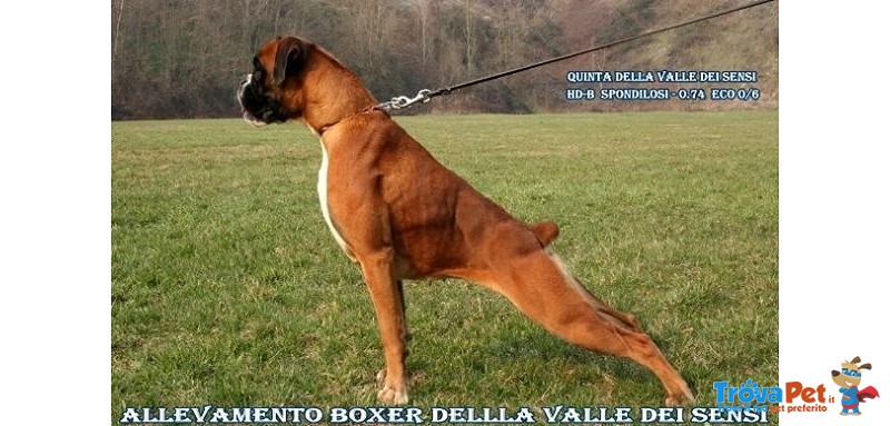 Boxer Cuccioli Selezionati- Cuccioloni Boxer e Riproduttori, Maschi e Femmine - Foto n. 2