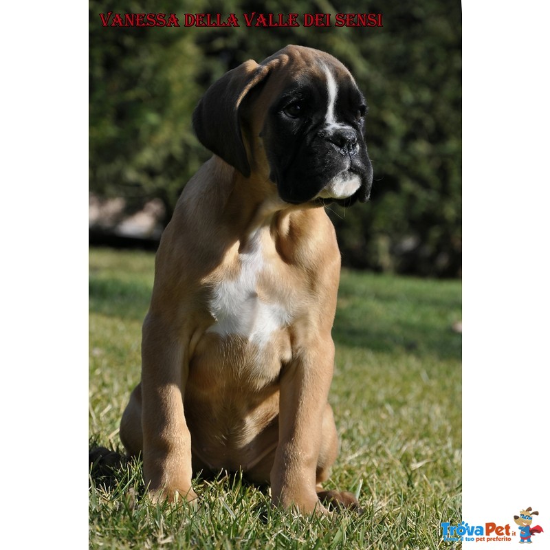 Boxer Cuccioli Selezionati- Cuccioloni Boxer e Riproduttori, Maschi e Femmine - Foto n. 8