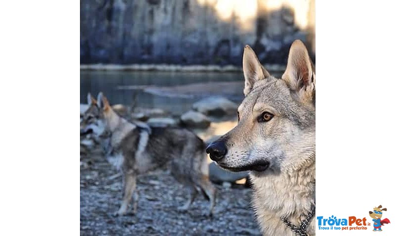 Cuccioli cane da lupo Cecoslovacco - Foto n. 2