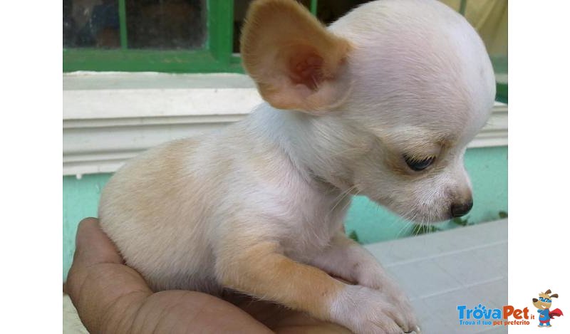 Chihuahua Cucciolo - Foto n. 3