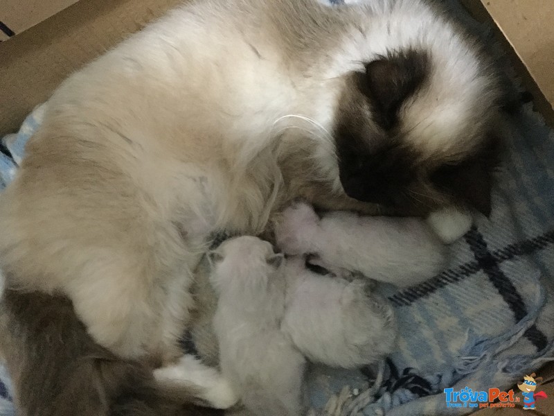 Cuccioli di Gatto Sacro di Birmania con Pedegree - Foto n. 1