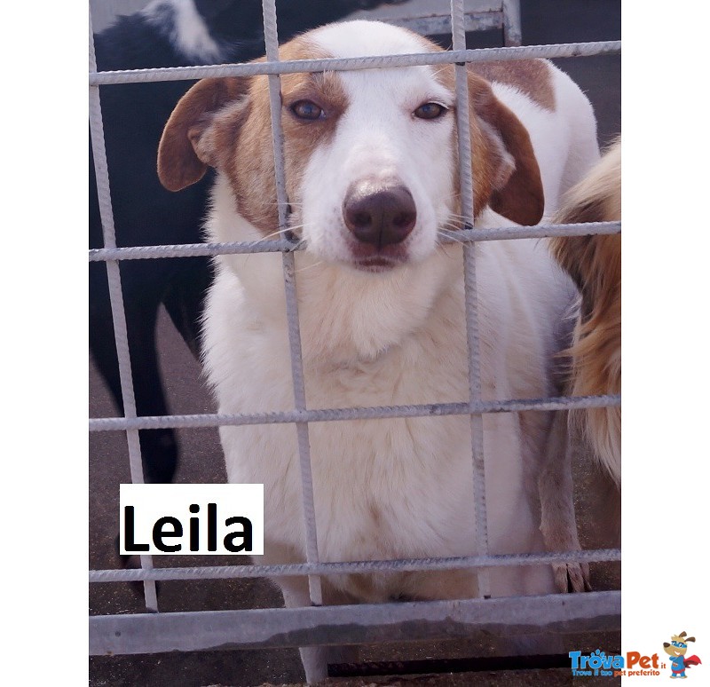 Leila- una Bella Principessa Trovata con Collarino - Foto n. 1