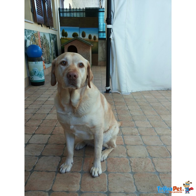 Labrador Regalo - Foto n. 5