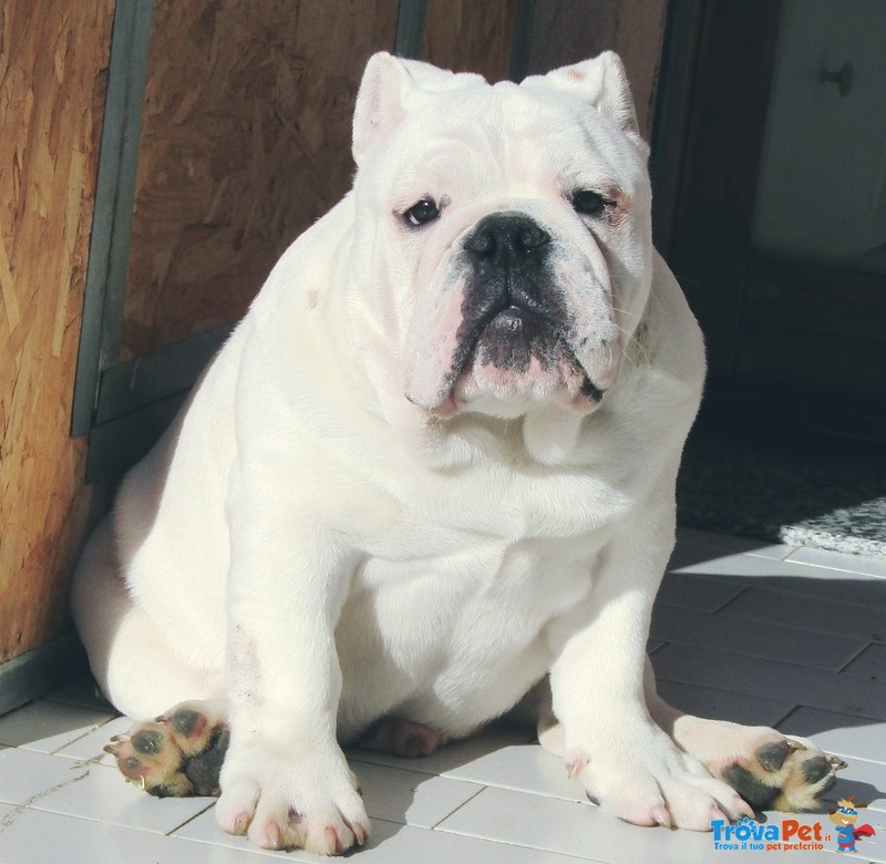 Cucciolo Bulldog Inglese - Foto n. 1