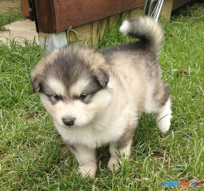 Cuccioli Alaskan Malamute In Vendita A Torino To