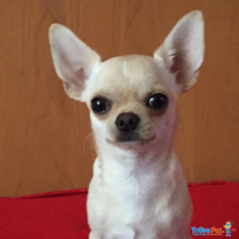 Chihuahua Maschio 3 Anni - Foto n. 1