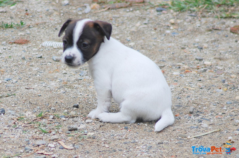 Cucciola di jack Russell Terrier - Foto n. 5