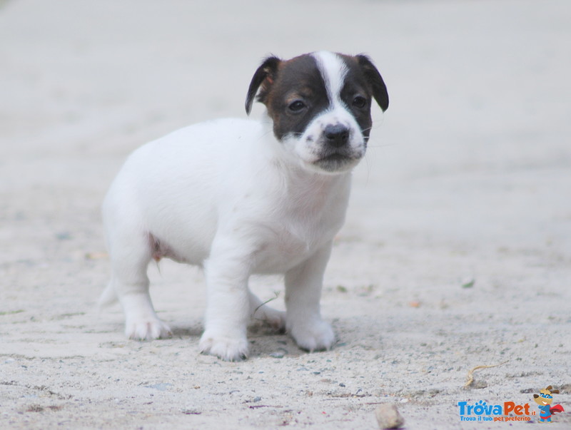 Cucciola di jack Russell Terrier - Foto n. 6