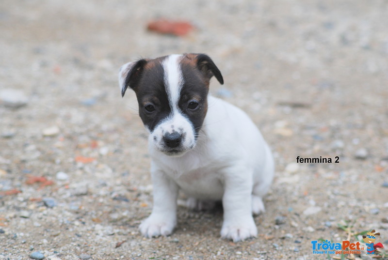 Cucciola di jack Russell Terrier - Foto n. 8