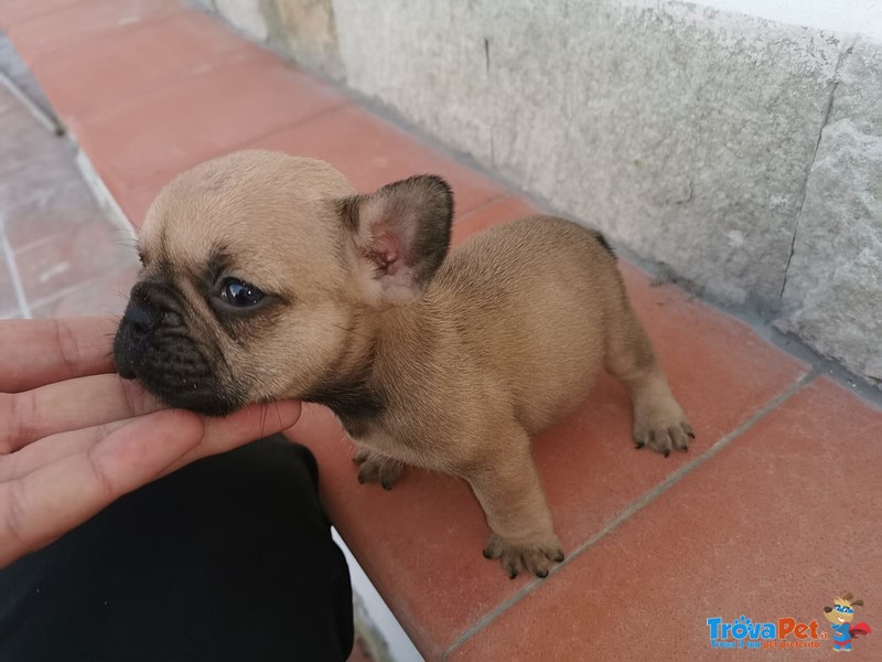 Cuccioli di Bulldog Francese - Foto n. 2