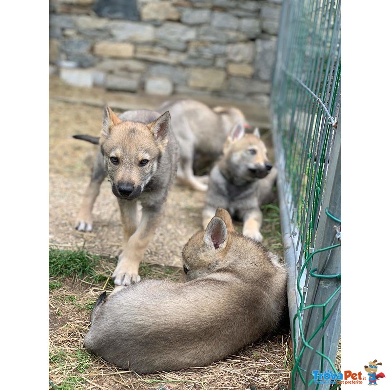 Bellissimi Cuccioli di lupo Cecoslovacco - Foto n. 5