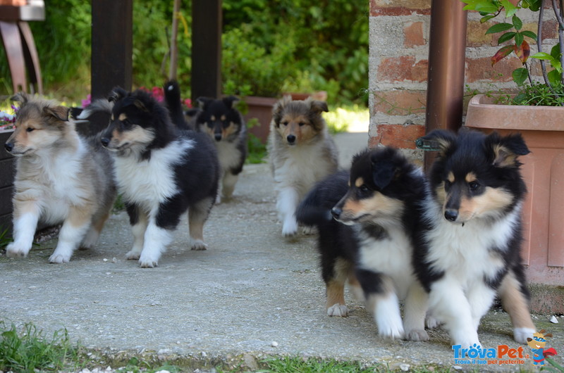 Cuccioli di Pastore Scozzese (collie) - Foto n. 1