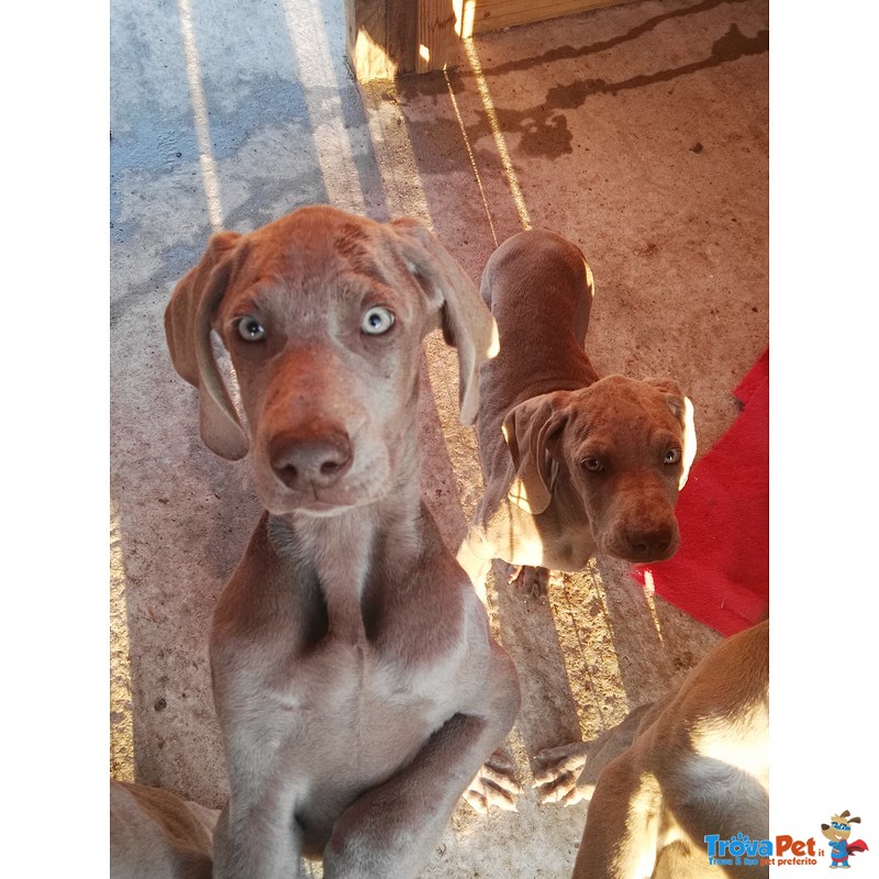 Ultimi Bellissimi Cuccioli di Weimaraner - Foto n. 1