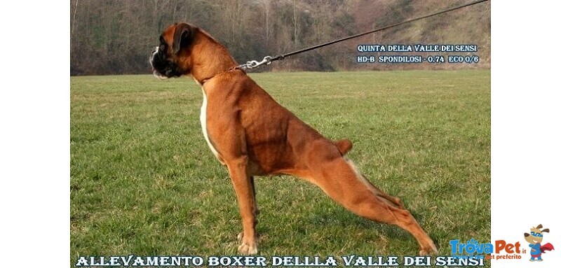 Boxer Cuccioli Vendo-Allevamento Boxer Della Valle dei Sensi -vendo Boxer a Padova Treviso-Boxer Ven - Foto n. 6