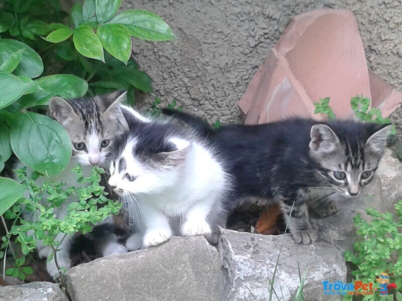 Adorabili Gattini di 2 mesi in Regalo. - Foto n. 5