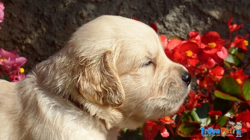 Disponibili Bellissimi Cuccioli Golden Retriever - Foto n. 1