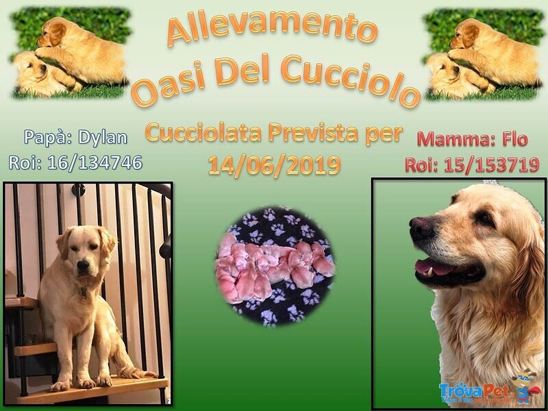 Disponibili Bellissimi Cuccioli Golden Retriever - Foto n. 2