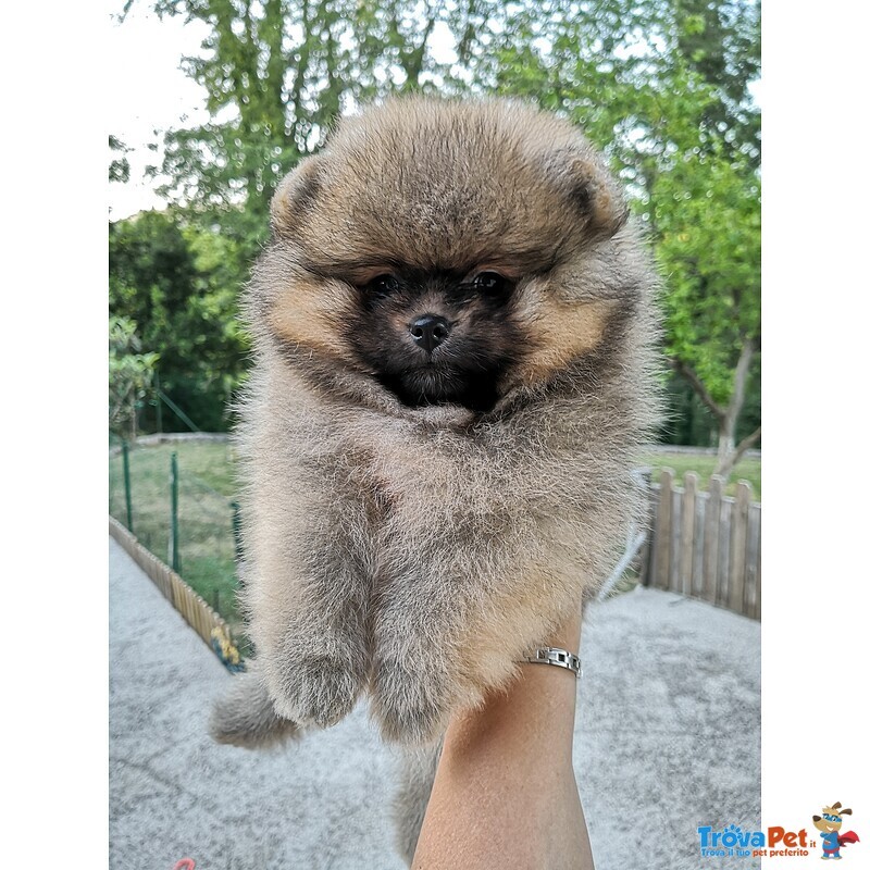 Spitz Tedesco nano (volpino di Pomerania) - Foto n. 1