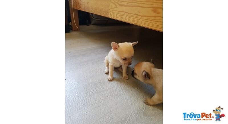 Cuccioli di Chihuahua - Foto n. 2