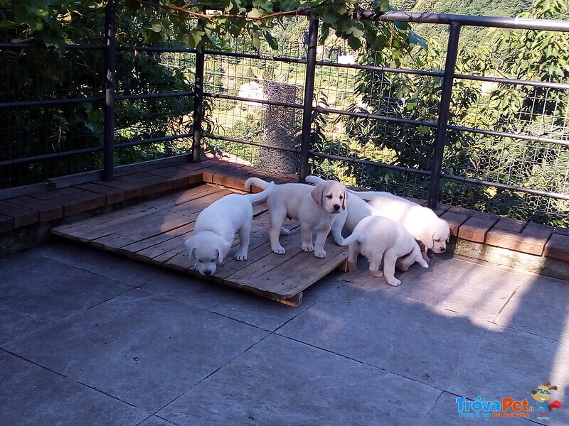 Cuccioli di Labrador Biondi - Foto n. 2
