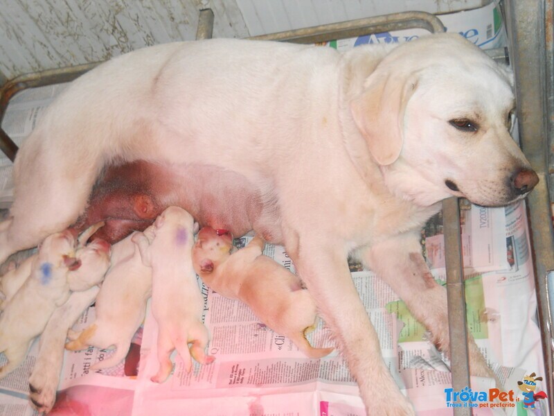 Cuccioli di Labrador Biondi - Foto n. 3