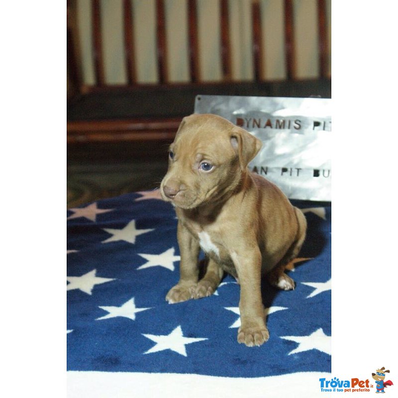 Pit bull red nose top Quality Dynamis pit One - Foto n. 4