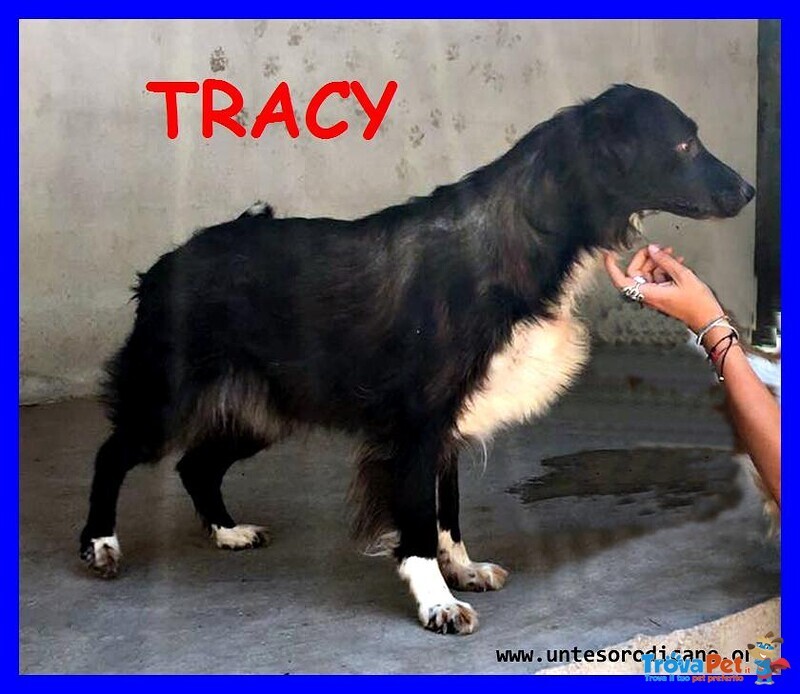 Tracy 9 anni una vita Sprecata in Canile - Foto n. 1