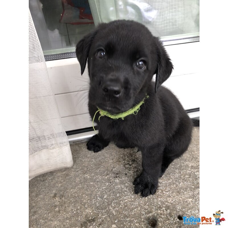 Cucciolo Labrador Nero - Foto n. 2