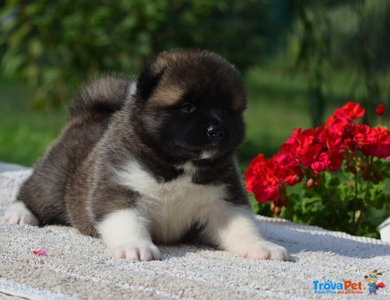 Am Akita Bellissimi Cuccioli In Vendita A Villafranca Di Verona Vr