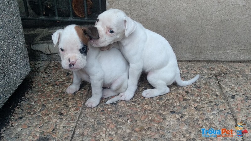 Cuccioli di Boxer con Pedigree - Foto n. 7