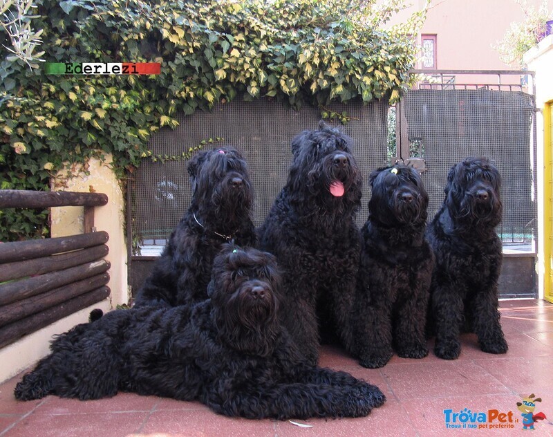 Terrier nero Russo - Cuccioli - Foto n. 2