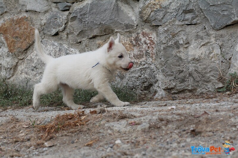 Cuccioli di Pastore Svizzero Bianco pelo Corto - Foto n. 7
