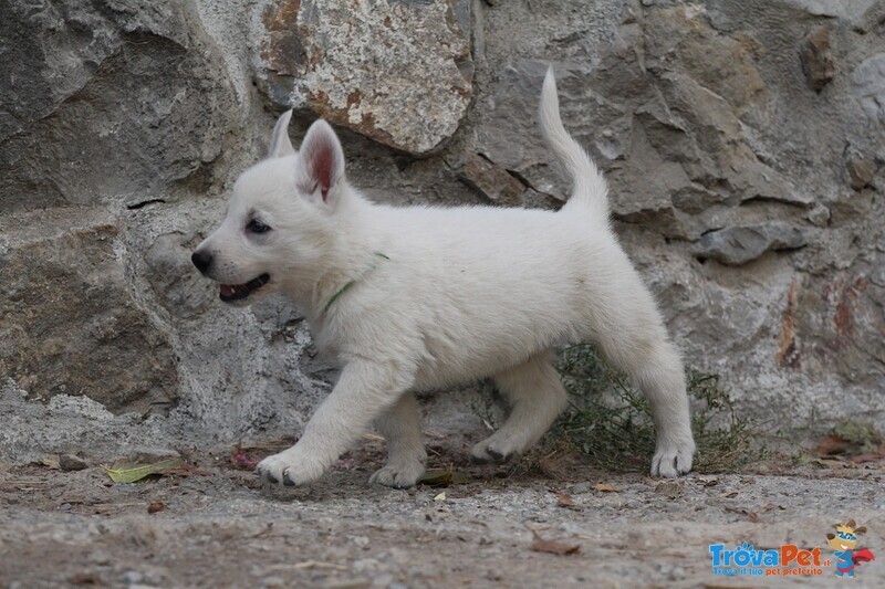 Cuccioli di Pastore Svizzero Bianco pelo Corto - Foto n. 8