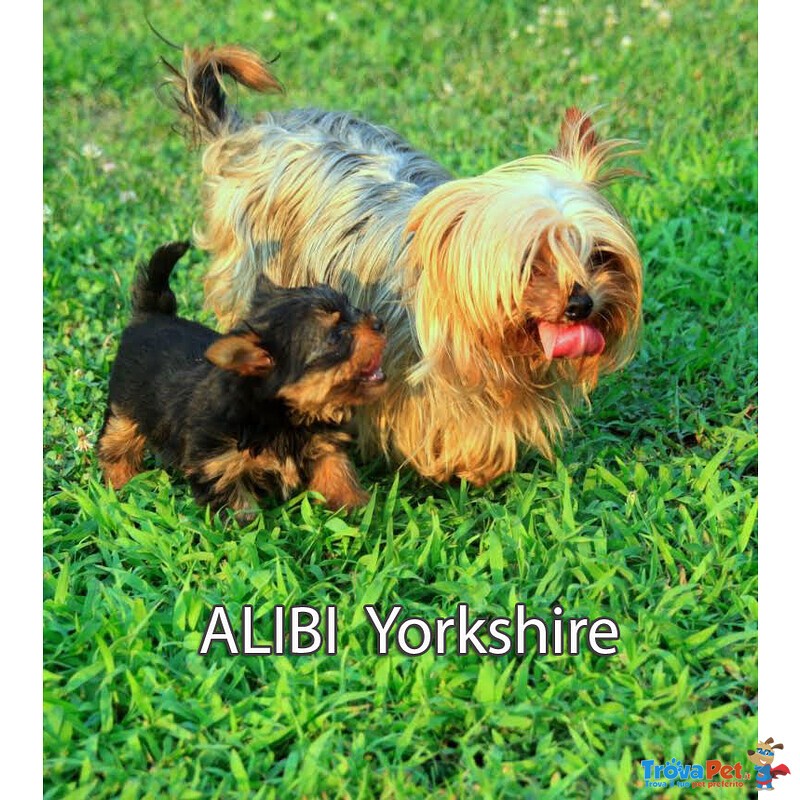 Allevamento Alibi : Yorkshire & Silky con Pedigree e Affisso Enci - Foto n. 6