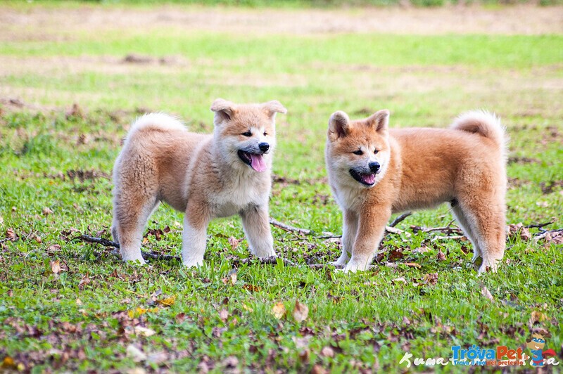 Disponibili Cuccioli di Akita inu Maschi Fulvi - Foto n. 6