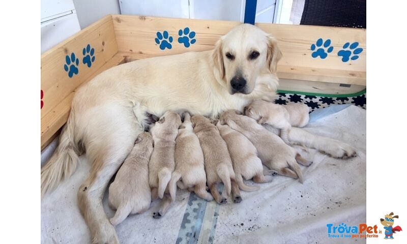 Cuccioli di Golden Retrrver - Foto n. 1