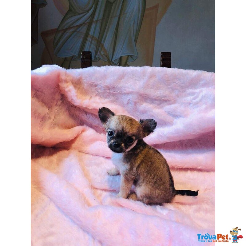 Chihuahua Cuccioli con Pedigree - Foto n. 6