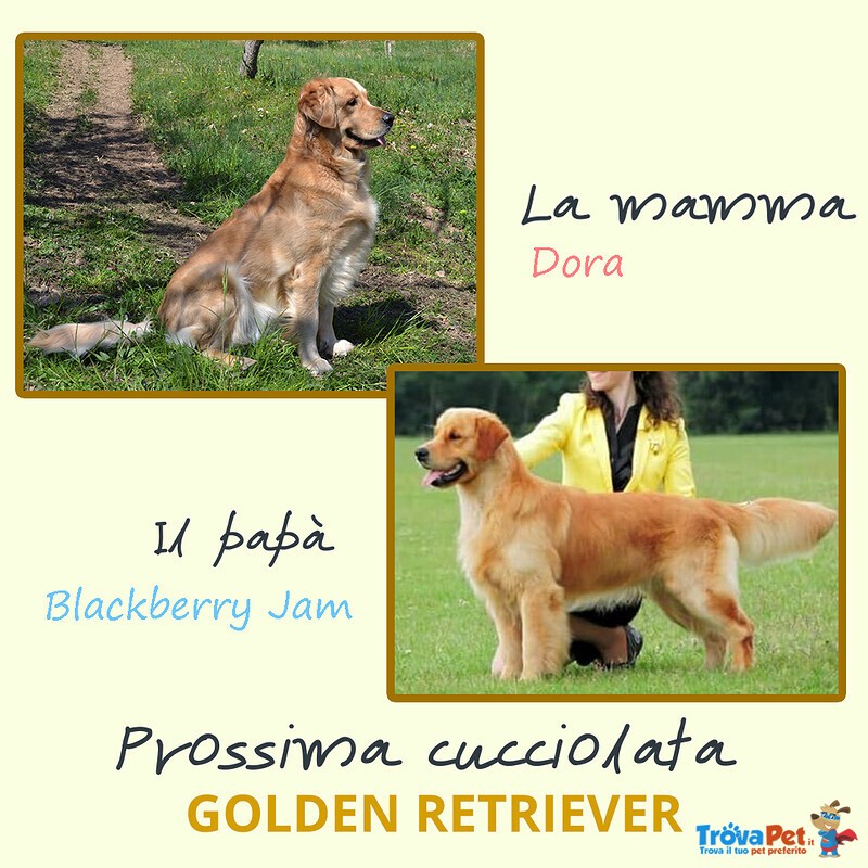 Cuccioli Golden Retriever - Foto n. 1